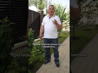 Дача без проблем - Трипсы на лилиях: как распознать и что делать?