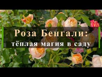 Питомник роз Иващенко - Роза Бенгали: тёплая магия в саду. Питомник растений Е. Иващенко