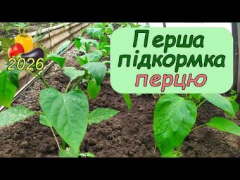 Дела домашние - Швидко запустити перець в ріст! Перші підкормки перця.