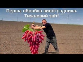 Виноград на грядке - Захист виноградника 1-2 обробка.  Поточна робота на винограднику.