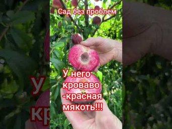 Сад без проблем - У него кроваво-красная мякоть!!!