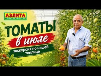 Агрофирма Аэлита - Наши ТОМАТЫ в ТЕПЛИЦЕ в июле