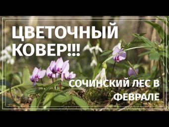 Сад на балконе - Сочи. Мацеста. Орлиные скалы. Цветочный ковер в феврале