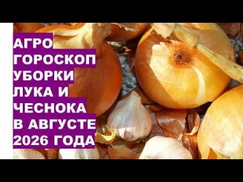 Дача, сад, огород, цветы - Когда собирать урожай лука и чеснока в августе? Точные даты и время по лу