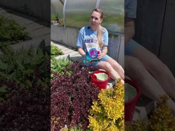 Садовый Мир - Барбарисы как на картинке: волшебная подкормка для сочных красок