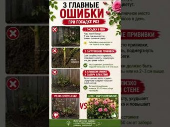 ХитСад ТВ - Никогда не сажайте розы так! #сад #дача #розы