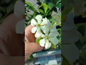 Цветочное ассорти - Сад моей мечты. Комнатные растения