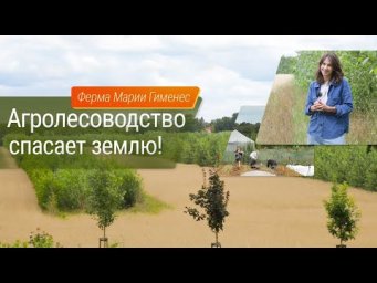 Лесосад - Агролесоводство спасает землю!