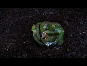 Экочервь Ecoworm - Дождевые черви едят арбуз. Таймлапс. Ускоренная съемка