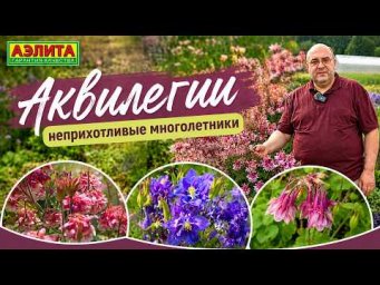 Агрофирма Аэлита - АКВИЛЕГИИ в открытом грунте