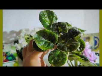Фиалки НАМ - Ленивый пасынок! Размножь фиалку