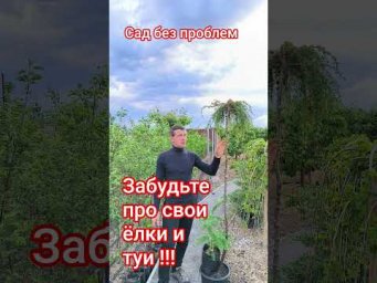 Сад без проблем - Самое красивое хвойное растение!
