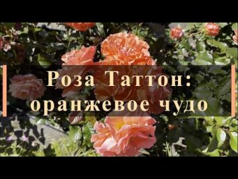 Питомник роз Иващенко - Роза Таттон: оранжевое чудо. Питомник растений Е. Иващенко