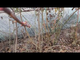 Питомник роз Полины Козловой - Весенняя обрезка плетистых роз часть 1, Питомник Роз Полины Козловой 