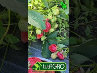 Иван Русских Иванова наука - 