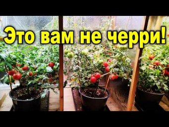 Практичный огород - Крупные томаты в комнате - реально ли это? Мой урожай томатов дома и тест фитола