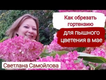 Сад для души - КАК ОБРЕЗАТЬ ГОРТЕНЗИЮ В МАЕ