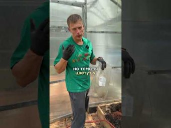 Умное хозяйство - Вот что я закапываю под каждый томат &mdash; и урожай на 74% больше