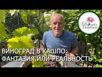 Вероника Поливкина - Виноград в кашпо