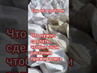 Сад без проблем - Что нужно сделать, чтобы ваши растения приживались?