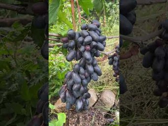 Выращивание винограда - Виноград Рембо.Продаж саджанців  винограду.Телефон 098 115 04 16 Анатолій