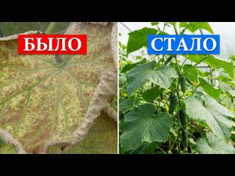Во саду ли в огороде Юлия Миняева - ОГУРЦЫ ОЖИВУТ НА ГЛАЗАХ! Лучшая помощь после клеща.