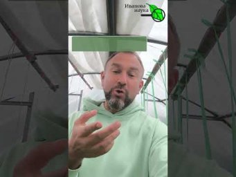 Иван Русских Иванова наука - КормимТОМАТЫ и ОГУРЦЫ. Мало завязи, желтеет, крутит верхушку, листья в 