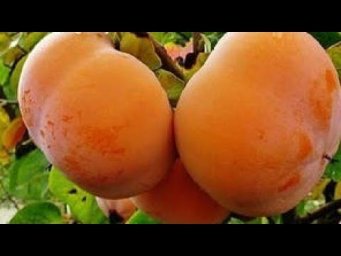 Сад без проблем - Лучшая украинская хурма!