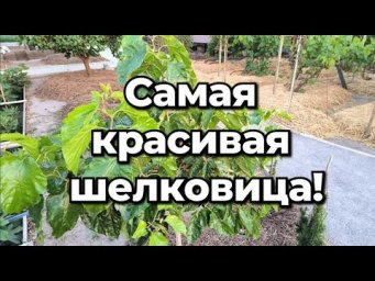 Сад без проблем - Эта шелковица удивит любого!