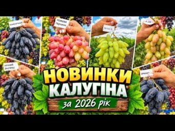 Виноград на грядке - Новинки 2026: Технологічний, Чорна троянда, Нічний експрес, Насолода, Фортуна, 