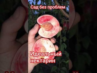 Сад без проблем - Идеальный нектарин!