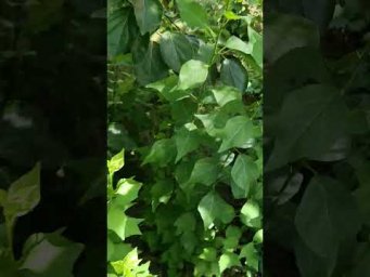 Экзотические растения в Закарпатье - Рясна порость кореневласної кудранії через 3 місяці після видал