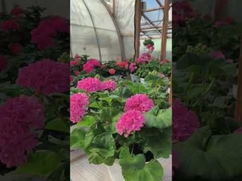 Мой цветочный бизнес - Розовая Жемчужина! Осеннее цветение в октябре #Розовая_Жемчужина #пеларгония 
