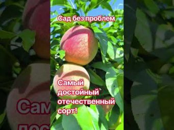 Сад без проблем - Самый достойный отечественный сорт!