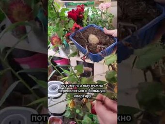 Сад для души - Цимус N1 для растений. Чтобы подготовить цветы к лету и пересадке использую Цимус (ар