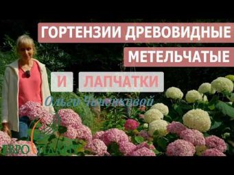 Евро-Плант - Гортензии древовидные и метельчатые, а так же лапчатки в саду и питомнике Ольги Чиненко