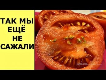 Vogorode - ЭКСТРЕННЫЙ сев помидоров, сборка СТЕЛЛАЖЕЙ, лук СЕВОК