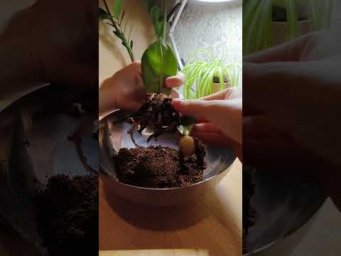 Настя Вольф - Размножение замиокулькаса #plants #цветыдлядома #цветы #flowers