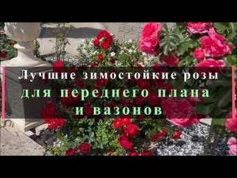 Питомник роз Иващенко - Лучшие зимостойкие розы для переднего плана и вазонов. Питомник растений Е. 