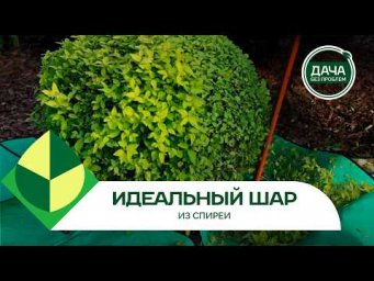 Дача без проблем - Обрезка спиреи: как придать кусту идеальную форму