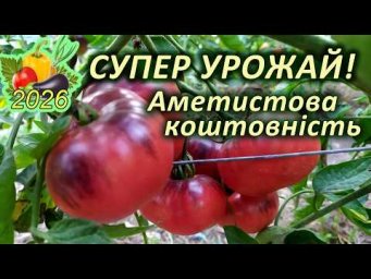Дела домашние - ТОП 10 УРОЖАЙНИХ високорослих томатів  9 місце - томат Аметистова коштовність.