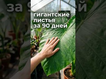 Садовый Мир - Алоказия: как вырастить листья-гиганты за 3&nbsp;месяца&nbsp;&mdash;&nbsp;раскрываю секрет