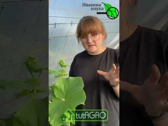 Иван Русских Иванова наука - СРОЧНО 