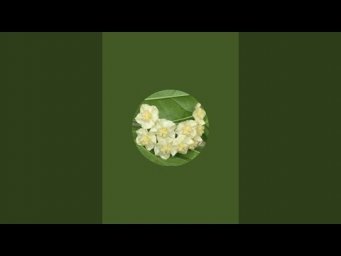 Валентина Вьюнова - Хойи - мои зелёные друзья в прямом эфире!