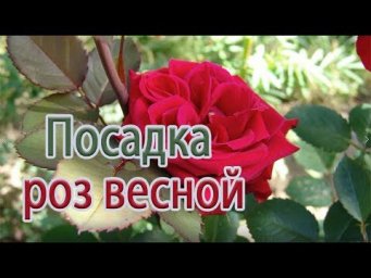 Газета Садовод - Посадка роз весной