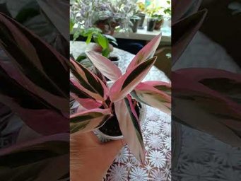 Цветочное ассорти - Комнатные растения. Красивые ухоженные цветы выращенные с любовью.