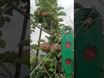 Хатунский питомник - 