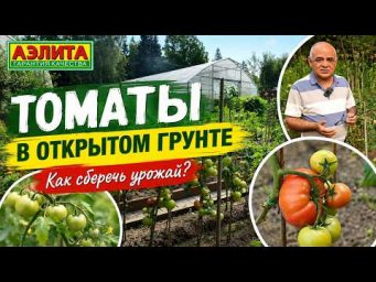 Агрофирма Аэлита - Томаты в открытом грунте. Как сберечь урожай в августе?