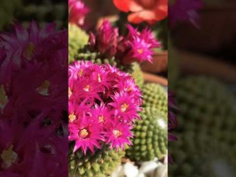 Светлана и её джунгли - У вас еще нет колючки дома?#cactus #cactussucculents #кактусы