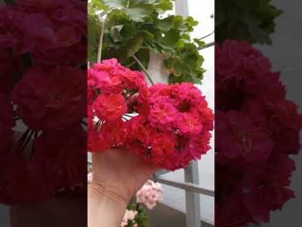 Мой цветочный бизнес - ЮВ Византия #ЮВ_Византия #пеларгония #цветы
